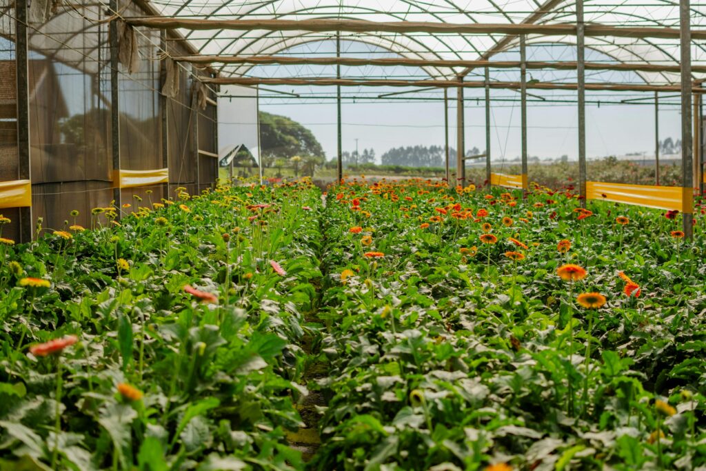 Abundance of Flowers in Greenhouse